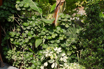 Tree, Backgrounds, Beauty, Botany, Bright