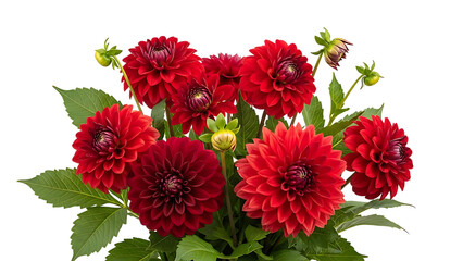 Vibrant Red Dahlias Full Bloom