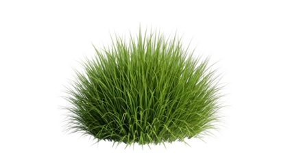 Green grass isolated on transparent background