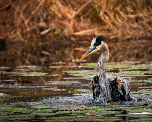 A great blue heron interacting with water in a natural wetland pond, surrounded by lily pads and...