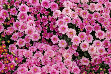 Abstract, Backgrounds, Beauty, Beauty In Nature, Blossom