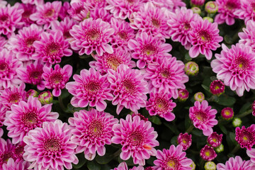 Abstract, Backgrounds, Beauty, Beauty In Nature, Blossom