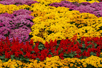 Abstract, Backgrounds, Beauty, Beauty In Nature, Blossom