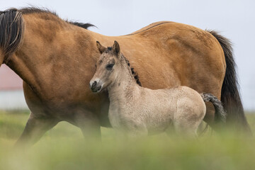Fototapeta premium Island Pferd - Stute mit ihrem Fohlen in einer gelben Blumen Wiese