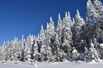 A snow-covered forest after the storm, Qu&eacute;bec, Canada
