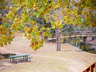 Autumn tree canopy glows in soft late fall light, its base bordered by stone and surrounded by leafless trees, bins, winding trail that hints at quiet recreational use, suburbs Dallas, Texas