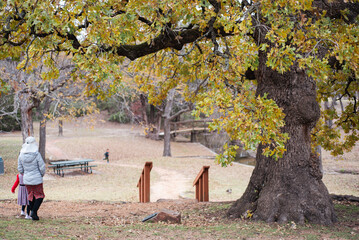 Rear view Asian woman with kids walk toward wooden bridge spanning narrow stream, surrounded by fallen leaves and picnic tables, capturing quiet family moment in Coppell, Texas autumn park