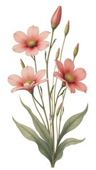 Pink flowers on a transparent background.