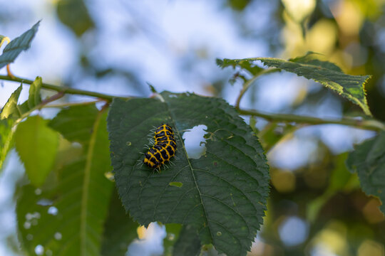 Yellow and Black Striped Hypolimnas bolina Caterpillar on Chewed Leaf