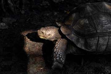Obraz premium Giant Tortoise Head Emerging from Shadows