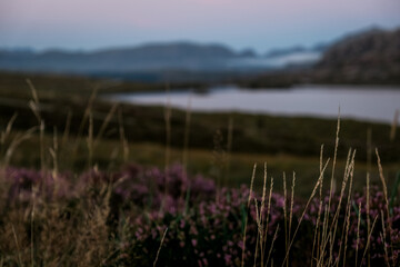 Panorama di brughiera naturale al tramonto