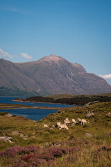 Panorama di brughiera naturale al tramonto