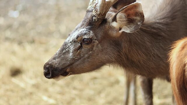 Mountain Goat antelope, Wild Serow Standing in Natural Forest Habitat, close-up. Rare mountain goat antelope species in Southeast Asia, wildlife conservation, nature, and biodiversity concept