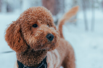 Brown Poodle With Expressive Eyes Picture, Beautiful Winter Scene Capturing Detailed Textured Fur Coat