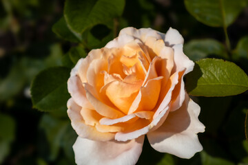 yellow rose in the garden