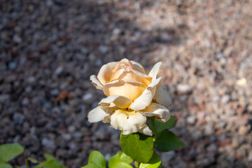 yellow rose in the garden