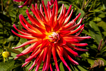 red and yellow dahlia
