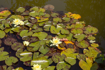 water lilies in the pond