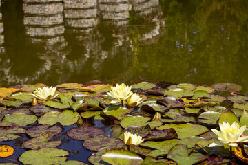 water lily in the pond