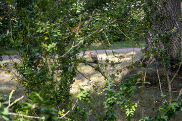 wild robin in the forest
