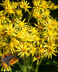 Obraz premium Colorful butterfly resting on vibrant yellow flowers in a sunny garden setting