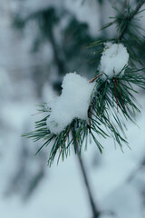 Frosty Needles In Peaceful Woods, Tranquil Forest Setting Showcasing Icy Snow On Pine Needles And Branches
