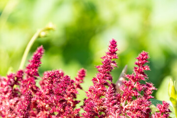 Obraz premium Magenta Amaranthus Flowers in Bloom