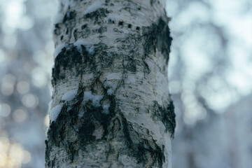 Detailed Examination Of Snowadorned Birch Tree Bark Highlighting Natural Textures And Markings