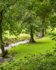 Fototapeta premium little river with trees in the meadow