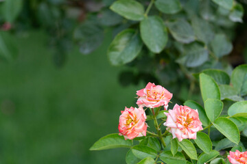 Obraz premium Pink roses with yellow centers