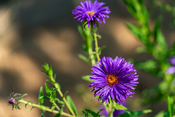 Obraz premium Vibrant Purple Aster in Bloom