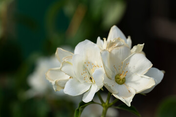 Fototapeta premium Close-Up of White Jasmine Flowers in Bloom