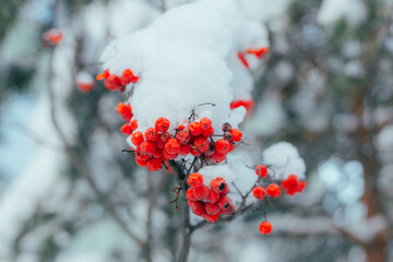 Snowy Red Berries, Frosty Red Berry Group Surrounded By Wildlife Scene With Vivid Seasonal Colors