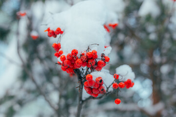 Cluster Of Berries In Winter, Bright Red Berries Dusted With Snow Evoke Seasonal Cheerful Ambiance