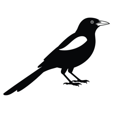 Black silhouette of a magpie standing on white background