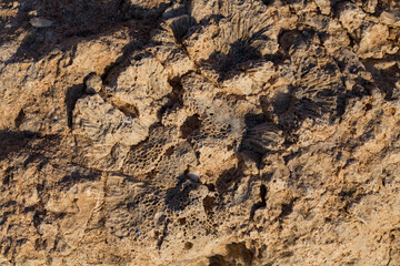 Fossil corals of the Red Sea. Ancient creatures, turned into stone. Reef corals. © Piotr