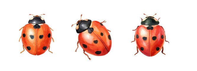 Fototapeta premium Illustration of ladybugs on a transparent background nature digital art close-up view