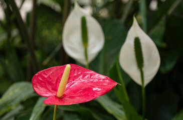 Vibrant Red Anthurium Blooms in Natural Setting