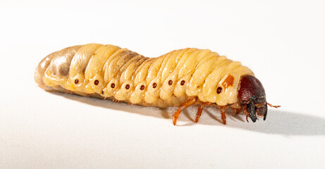 European rhinoceros beetle (Oryctes nasicornis) is a large flying beetle belonging to the subfamily...