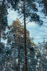 Serene Forest Scene For Relaxation, Glistening Pine Trees Illuminated By Gentle Sunlight Creating Tranquility