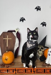 halloween cat © Lorena