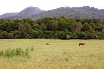 Cows grazing in a green field along the Camino de Santiago route in Navarre, photographed in July 2024.