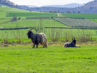 A pair of Valais Blackneck goats from the valleys and Swiss mountains with their long black and white coats and long horns, present in both sexes
