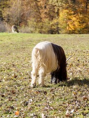  A Valais black-necked goat with its black and white coat and long horns grazing in a pasture, contributing to landscape amenagement