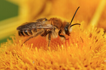 Closeup on a male Pantaloon bee, Dasypoda hirtipes on a yellow flower