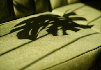 close up of a green leaf. A beautiful light on a green couch with a monstera shadow on it