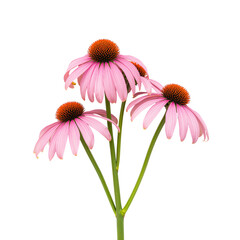 Pink Coneflowers Standing Upright With Green Leaves in a Simple Arrangement