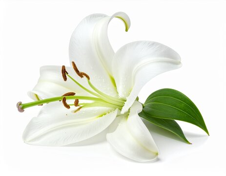 Single White Lily Flower Isolated on White