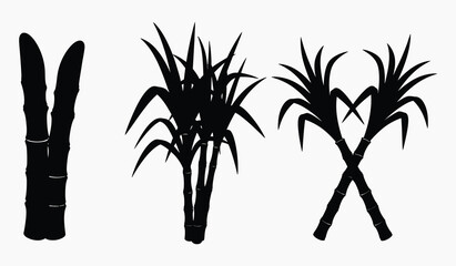 Silhouette of sugarcane plants in various stages © sourov