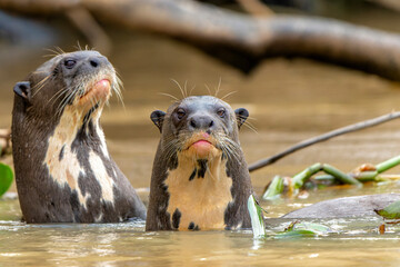 Fototapeta premium Giant River Otter, Pteronura brasiliensis, hunting and eating fish, Matto Grosso, Pantanal, Brazil, South America